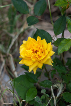 Yellow rose blossom in natural garden setting
