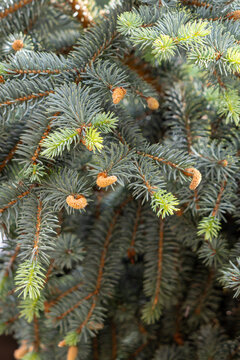 Blue spruce branches with fresh growth