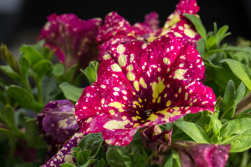 A macro shot of a striking burgundy-pink petunia with yellow-white spots and splashes on its petals after rain. Ornamental garden flowers surrounded by lush green foliage.  © fototema