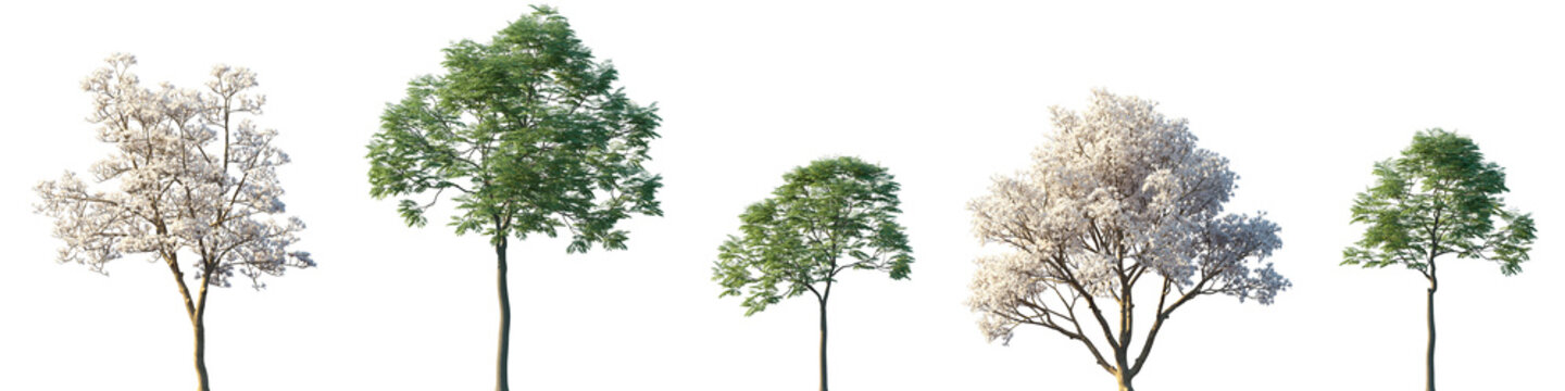 Set of blossoming Yulania denudata and Sapindus mukorossi frontal street trees isolated png on a transparent background perfectly cutout