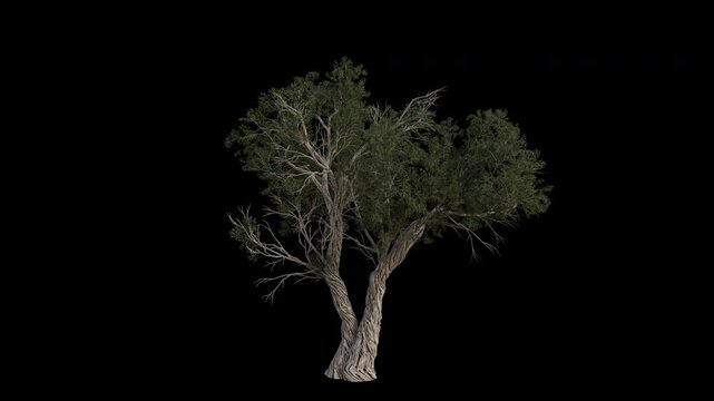 Utah Juniper Tree Swaying in Wind Loop Animation with Alpha Channel. Wind Blows The Sabina Tree. Juniperus Osteosperma Tree Leaves Swaying. Animated Tree Branches Moving in Breeze. Transparent BG. Loo