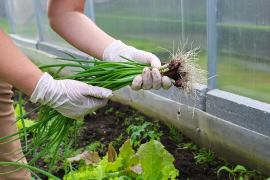 Close-up of a farmer's hands in white latex gloves holding a large bunch of freshly dug green onions with roots and soil remaining.
