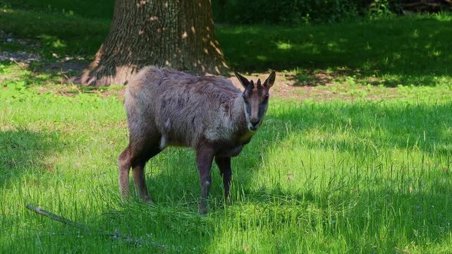 Apennine chamois, Rupicapra pyrenaica ornata, is living in the Abruzzo-Lazio-Molise National Park in Italy and the Pyrenees in Spain