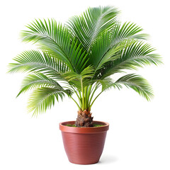 Fototapeta premium A palm tree in a decorative pot isolated