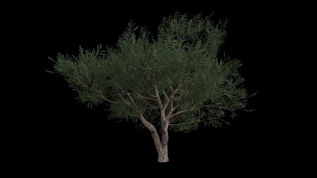 Common Olive Tree Swaying in Wind Loop Animation with Alpha Channel. Wind Blows The Olea Europaea Tree. European Olive Tree Leaves Swaying. Animated Tree Branches Moving in Breeze. Transparent BG. Loo