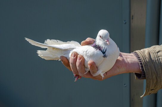 A man holding a white dove in his hands close-up