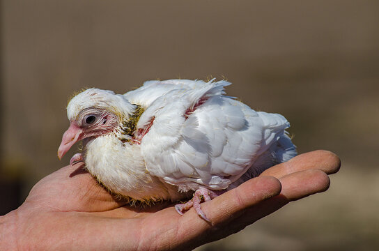 A young pigeon on a human palm close-up in sunlight