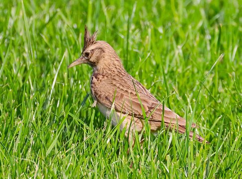 Crested lark searching for food in grass