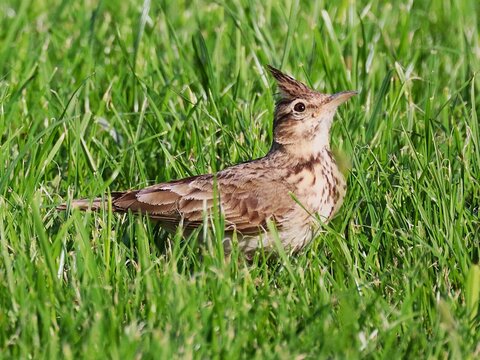 Crested lark searching for food in grass