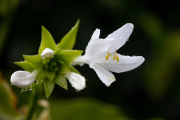 Fototapeta premium White hosta flower with dew drops on petals and green buds on dark blurred background close up