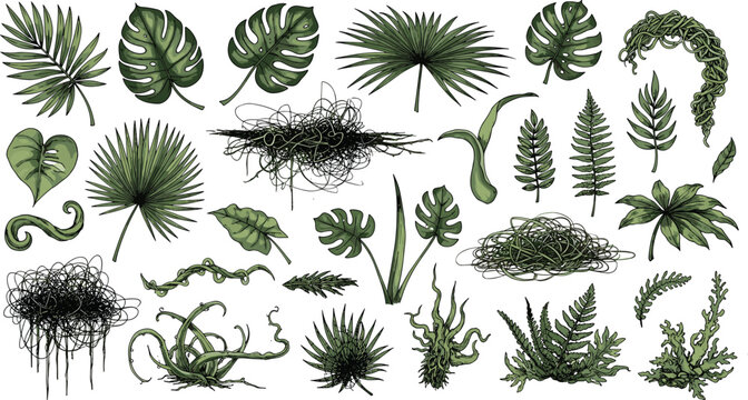 Tropical jungle leaves and exotic foliage elements collection set with monstera palm fern branches and vines isolated on white background vector illustration