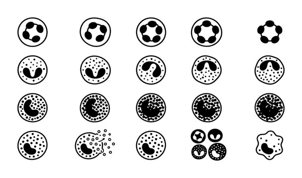 Microscopic blood cell icons, 20 vector line art illustrations of leukocytes and neutrophils, medical hematology diagram elements for science education