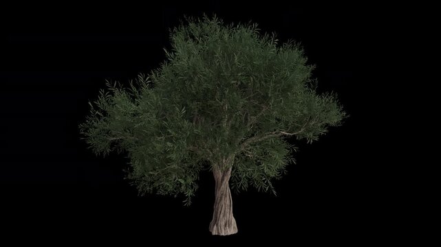 Common Olive Tree Swaying in Wind Loop Animation with Alpha Channel. Wind Blows The Olea Europaea Tree. European Olive Tree Leaves Swaying. Animated Tree Branches Moving in Breeze. Transparent BG. Loo