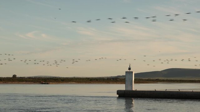 cormorant birds in formation, flying, flight, movement,sunset and pier, Saldanah Bay, Western Cape