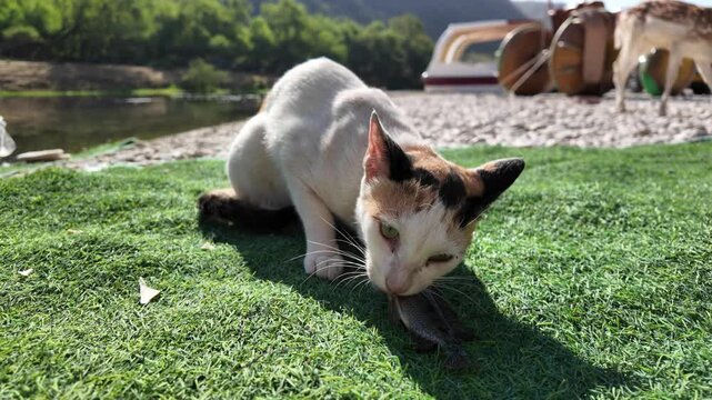 Calico cat in Wadi Darbat devouring its catch on lush green grass next to a calm river, displaying a natural predatory instinct in the Middle Eastern landscape