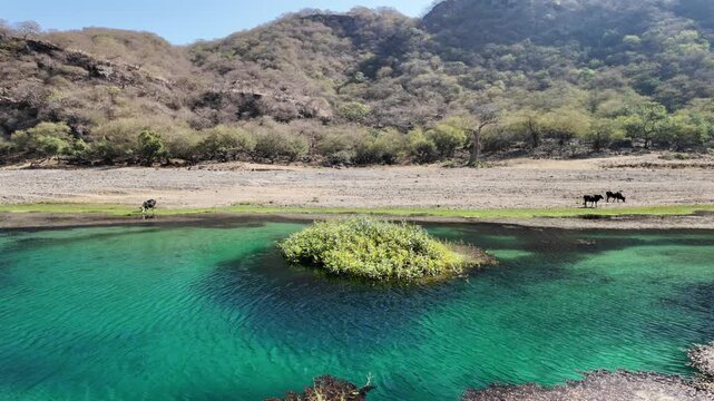 Turquoise water fills Wadi Darbat with a lush bank and grazing cattle, contrasting with the dry, rocky mountains under a clear blue sky in Dhofar, Oman