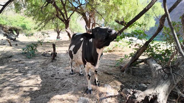 cow in Wadi Darbat, contrasting with the dry, rocky mountains under a clear blue sky in Dhofar, Oman