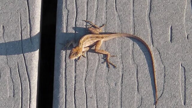 close up of a brown lizard anole or Anolis Sagrei in the Everglades National Park, Florida, United States.