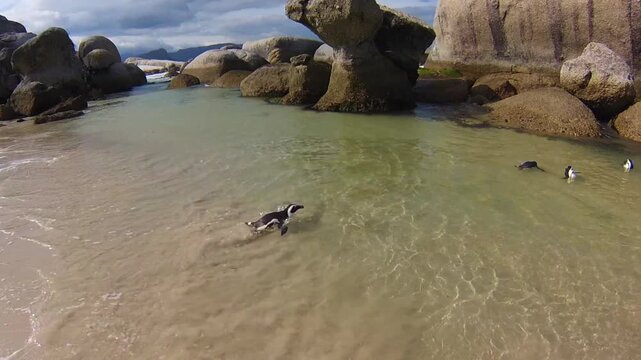 Close-up of a penguin walking on the white sand of Boulder Beach Nature and Reserve. The popular colony of African penguins is located near Simon's Town and Cape Town in South Africa.