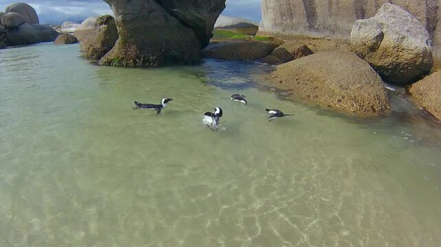 Many penguins swimming in turquoise waters sheltered by granite stone of Boulder Beach. The colony of African penguins is located near Simon's Town in South Africa and is a famous tourist attraction.