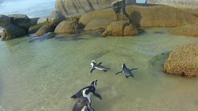 Penguins swimming in turquoise waters sheltered by granite stone of Boulder Beach. The colony of African penguins is located near Simon's Town in South Africa and is a famous tourist attraction.