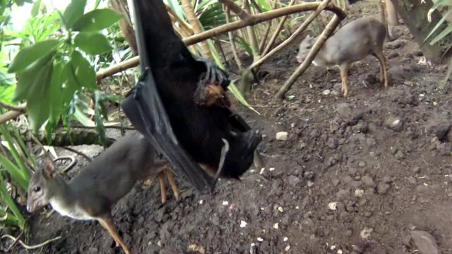 Fruit bat hanging upside down at night, Wahlbergs epauletted, epomophorus wahlberg, is a species of megabat Pteropodidae in the family who is in South Africa.