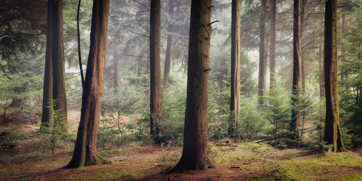 Woodland in cornwall in the mist 