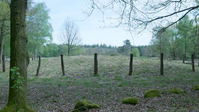 Prehistoric burial mound in the forest of vaassen