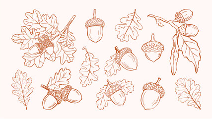 Vintage style hand drawn collection of oak leaves and acorns. Botanical line art elements isolated, ideal for autumn themes, nature designs, packaging, invitations, and decorative projects. © Arts By Meryama