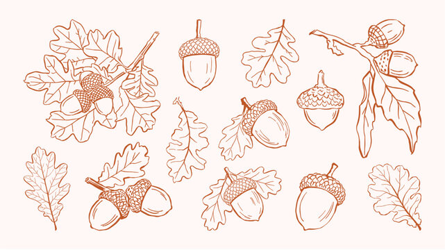 Vintage style hand drawn collection of oak leaves and acorns. Botanical line art elements isolated, ideal for autumn themes, nature designs, packaging, invitations, and decorative projects.