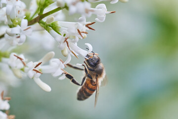 Honeybee collecting nectar on white flower in a spring garden close-up macro pollination scene © Tobias