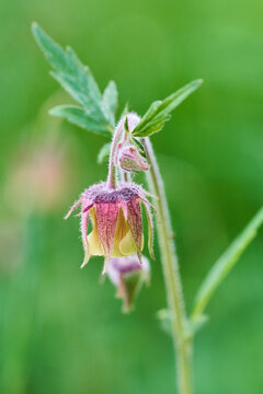 Nodding water avens wildflower with pink sepals and yellow petals in green meadow