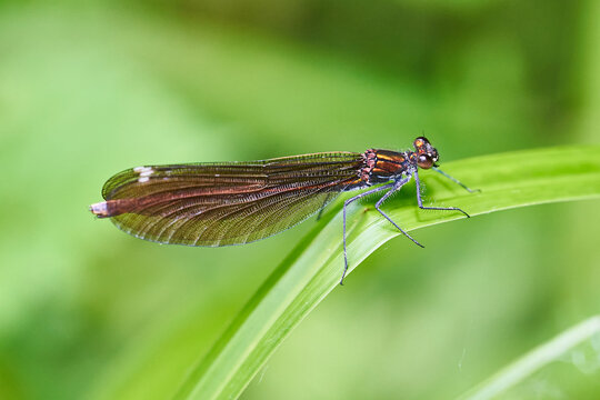 Macro portrait of a brown damselfly perched on a green leaf in natural habitat