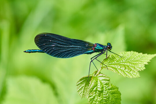 Iridescent blue damselfly perched on a bright green leaf in macro nature portrait