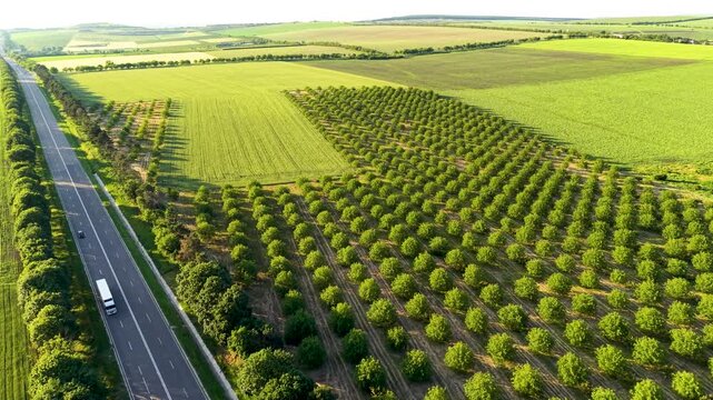 Walnut orchard rows from aerial view, agricultural green tree lines pattern, rural plantationand farming industry concept