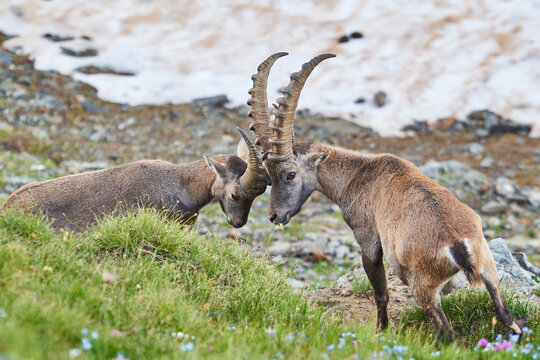 Two alpine ibex males locking horns in a Rocky mountain meadow during rutting season