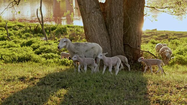 Flock of sheep with lambs grazing on open pasture at sunset. Ewe walking with her young in warm sunlight, peaceful rural scene, livestock farming and countryside concept.