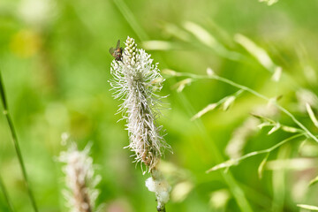 Fototapeta premium Green meadow close-up of a fly resting on a white plantain flower spike with soft bokeh