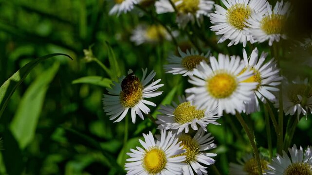 Close up of honey bee collecting nectar on daisy flower. Pollination,  wildlife, ecosystem health and natural beauty concept. 