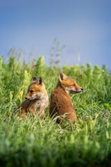 Fototapeta premium red fox cubs resting in meadow grass