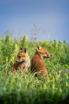 red fox cubs resting in meadow grass