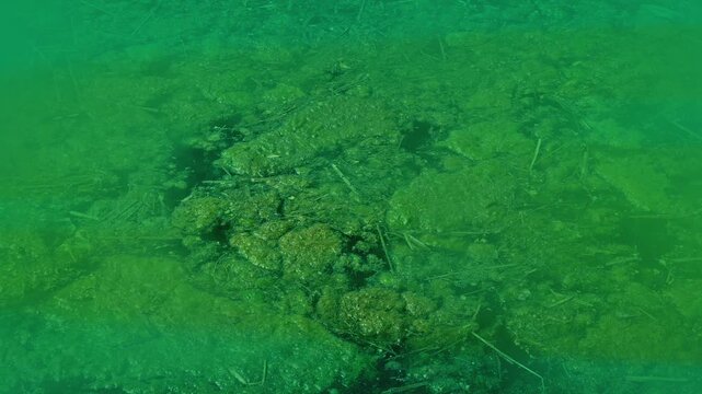 Putrid Swamp With Flies Buzzing And Gas
