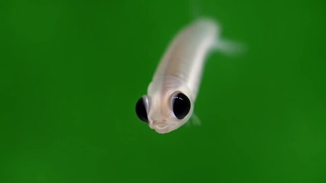 Macro shot of tiny transparent fish larva swimming against green background.