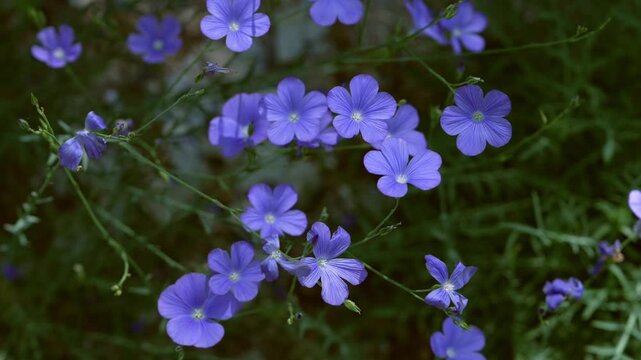 Beautiful blue blossoms of Narbonne flax swaying in natural light. Delicate wildflowers creating floral background, highlighting botanical beauty, biodiversity and seasonal nature