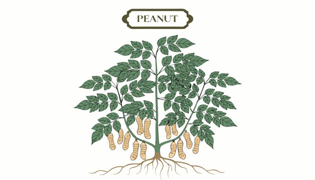 Very beautiful PEANUT plant with lush foliage, detailed leaves, and realistic farm-grown appearance, featuring an elegant botanical label reading "PEANUT", isolated on white background in premium vect