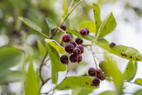 Ripe red fruits of serviceberry (Amelanchier, juneberry) on tree