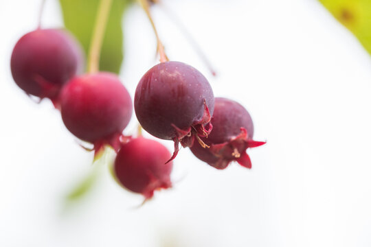 Ripe red fruits of serviceberry (Amelanchier, juneberry) on tree
