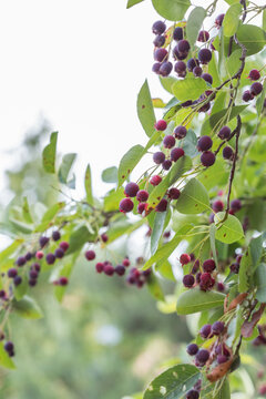 Ripe red fruits of serviceberry (Amelanchier, juneberry) on tree