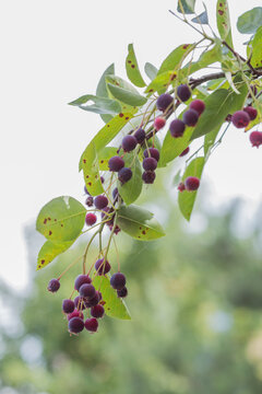 Ripe red fruits of serviceberry (Amelanchier, juneberry) on tree