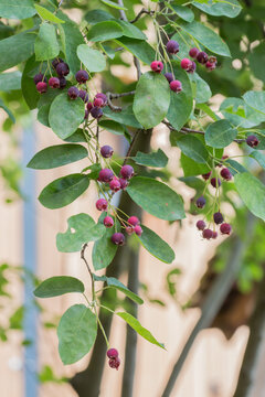 Ripe red fruits of serviceberry (Amelanchier, juneberry) on tree